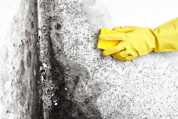 Best Affordable Mold Removal  in Broomall, PA