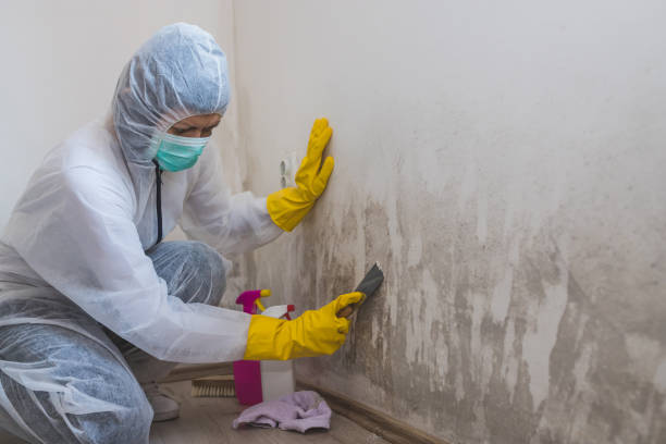 Mold Removal and Inspection in Broomall, PA