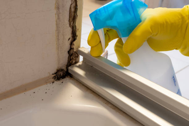 Best Attic Mold Removal  in Broomall, PA