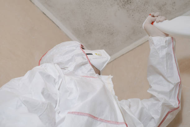 Best Mold Removal and Inspection  in Broomall, PA